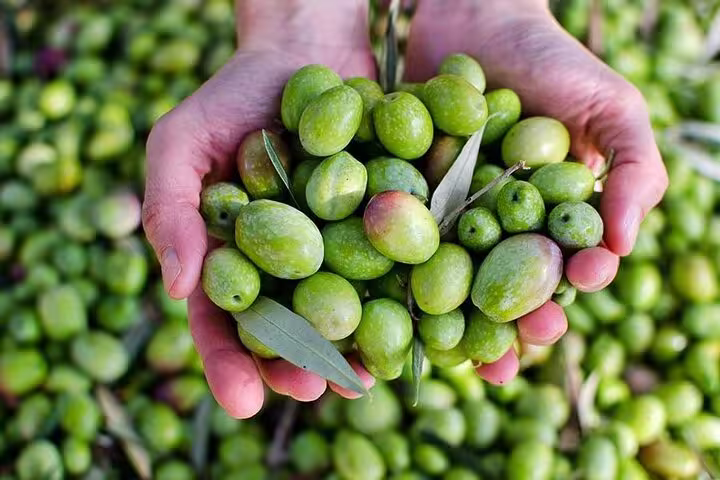 Hands holding freshly picked green olives during an olive oil tasting tour in Cordoba, showcasing local produce.