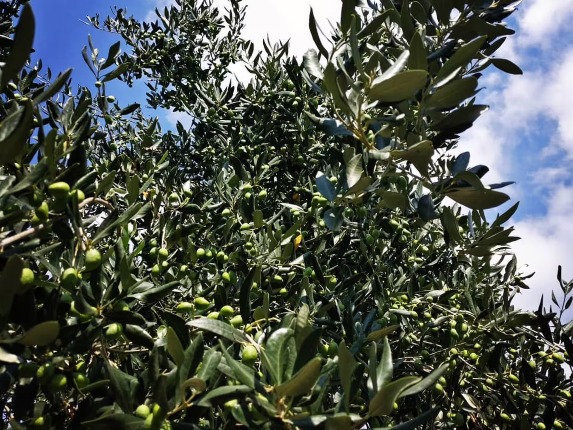 Close-up of green olives on branches in the Padua Hills, highlighting the grove visit on an olive mill tour and tasting