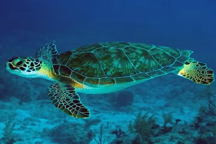 Green sea turtle swimming in Abu Dabab Bay, Red Sea, on a full-day private tour from Hurghada