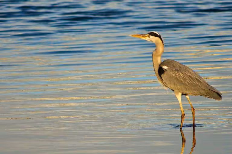 Grey heron wading in calm lagoon on birdwatching tour, perfect for spotting coastal waterbirds at sunset