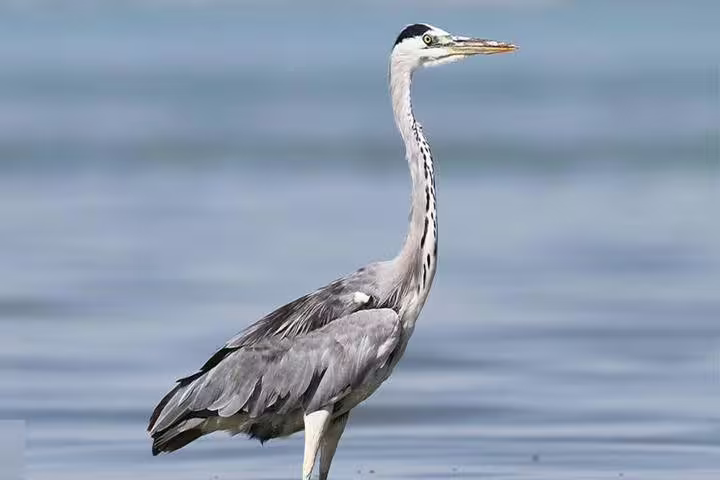 Grey heron standing in shallow water at Lake Qarun, Fayoum oasis, ideal for full-day bird watching