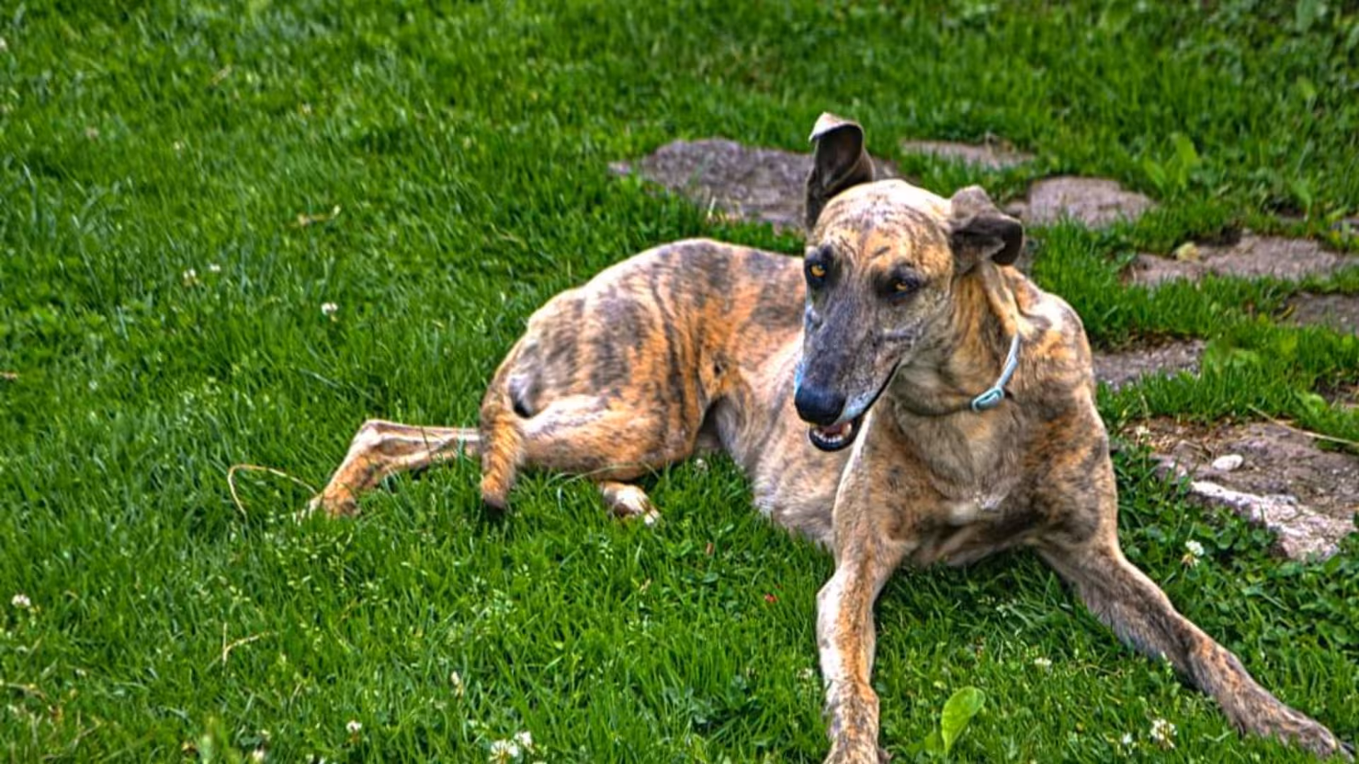 Greyhound resting on lush green grass at Bonorva farm, offering a serene rural escape with a typical Sardinian lunch.