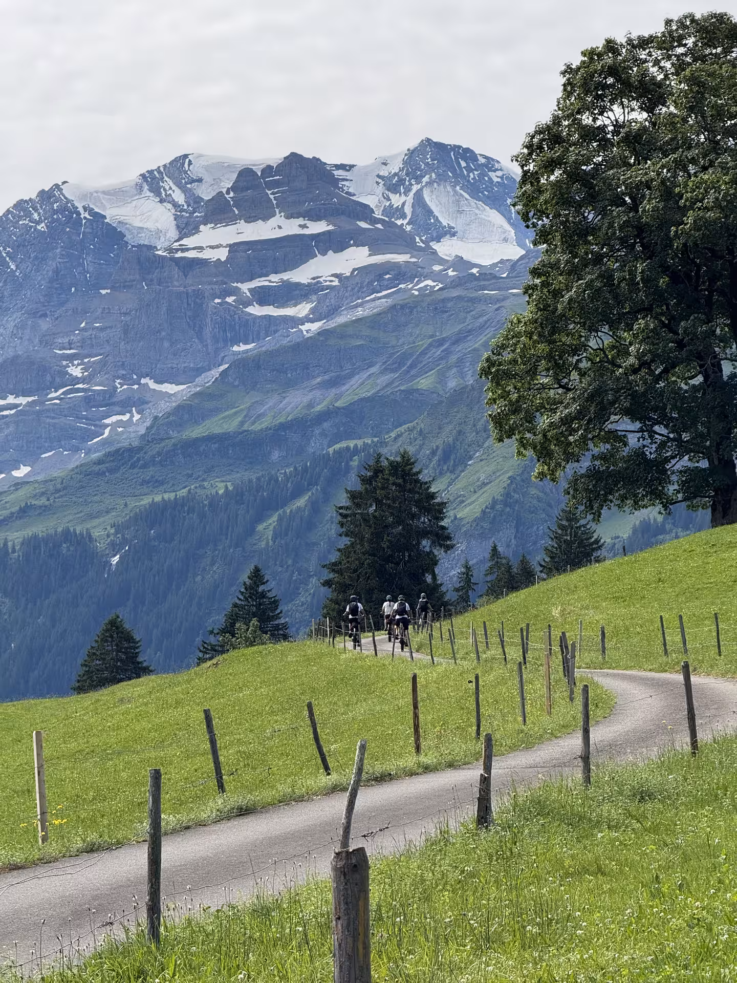 Group on E-bikes climbs a winding farm road with snowy peaks on the Griesalp UNESCO alpine valley route
