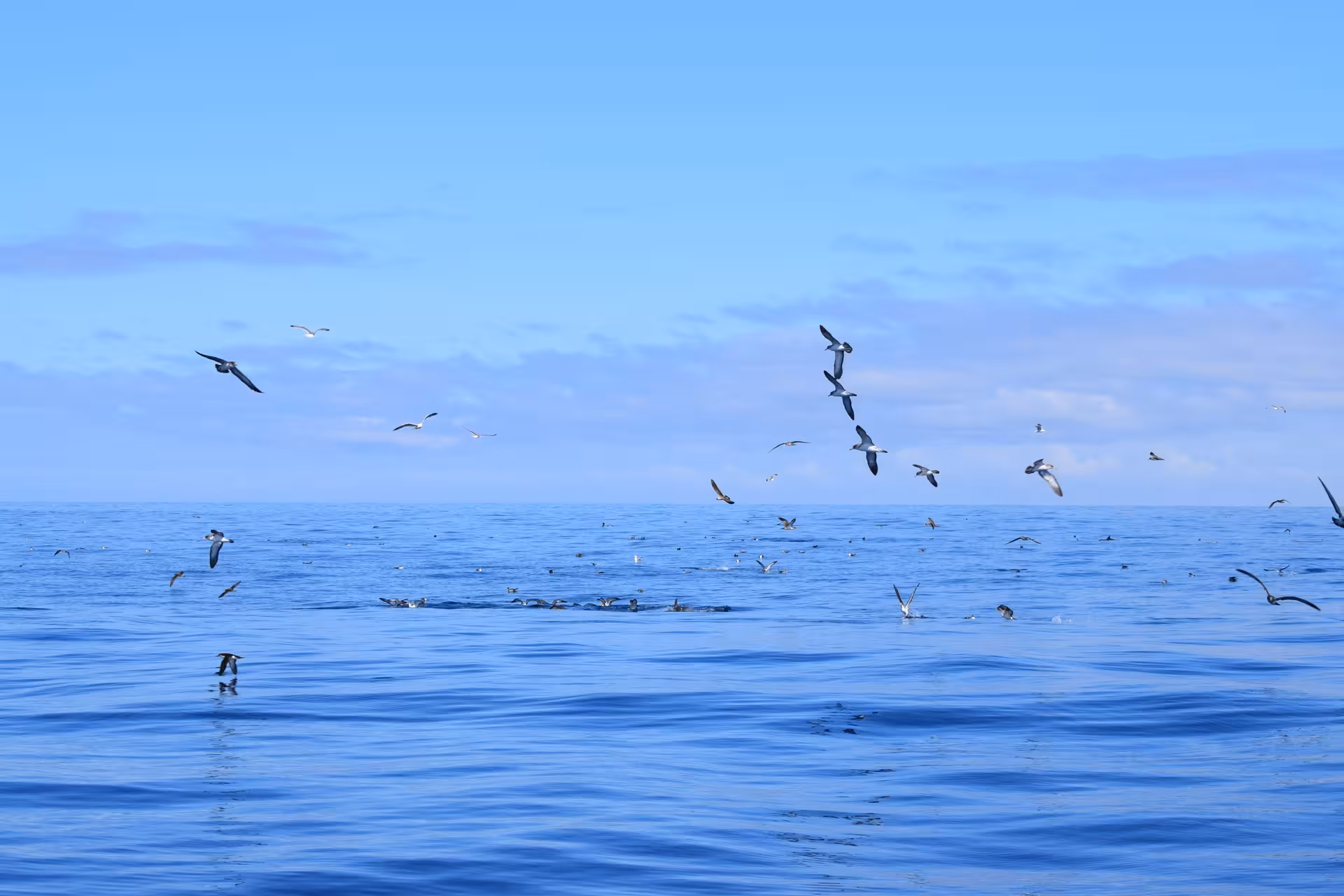 Witness a serene flock of seabirds over a tranquil ocean, a perfect scene during a GRINGO yacht private charter tour.