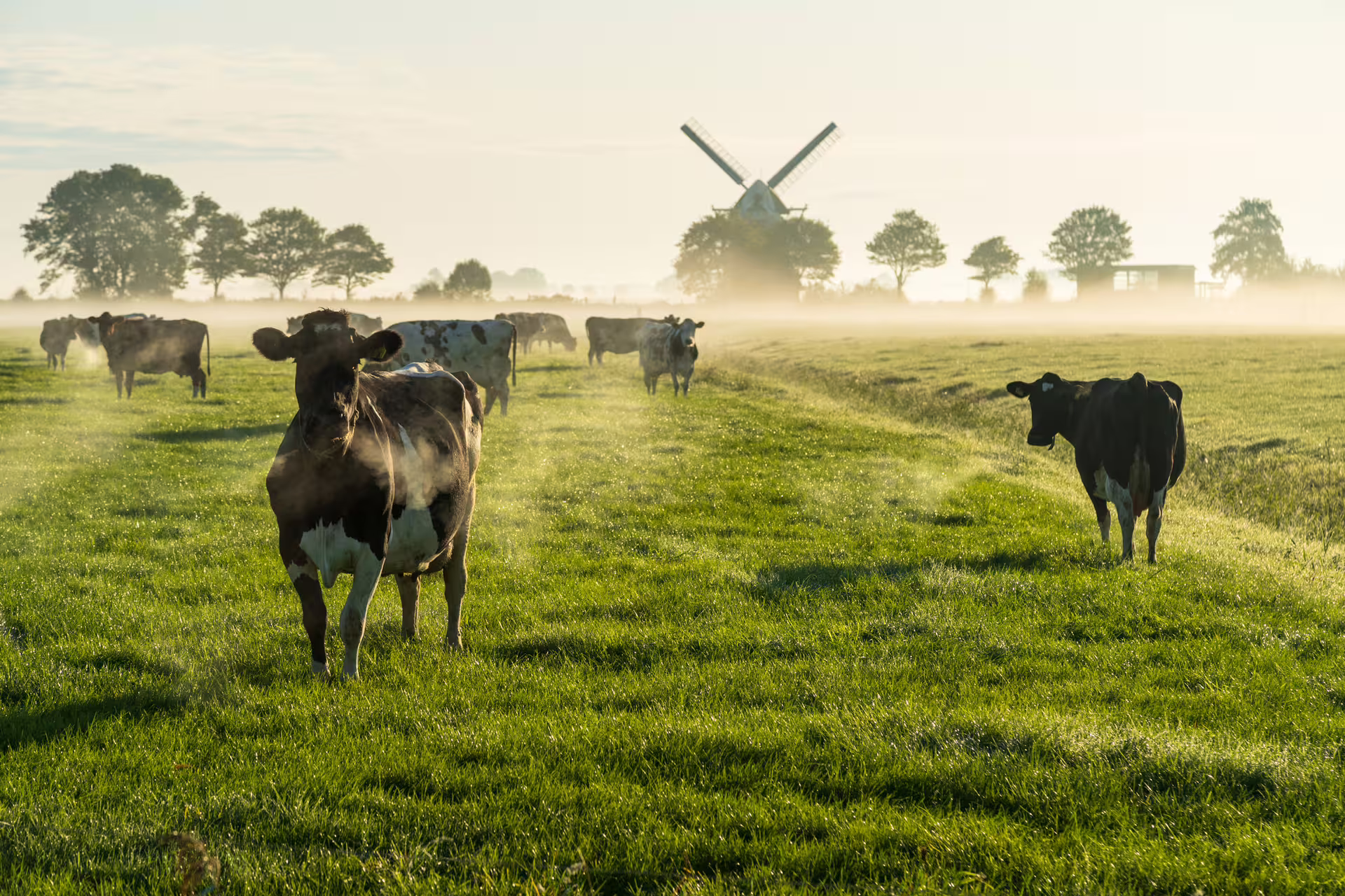 Dutch countryside near Groningen with cows in a misty meadow and windmill, ideal for a 1-day audio walking tour