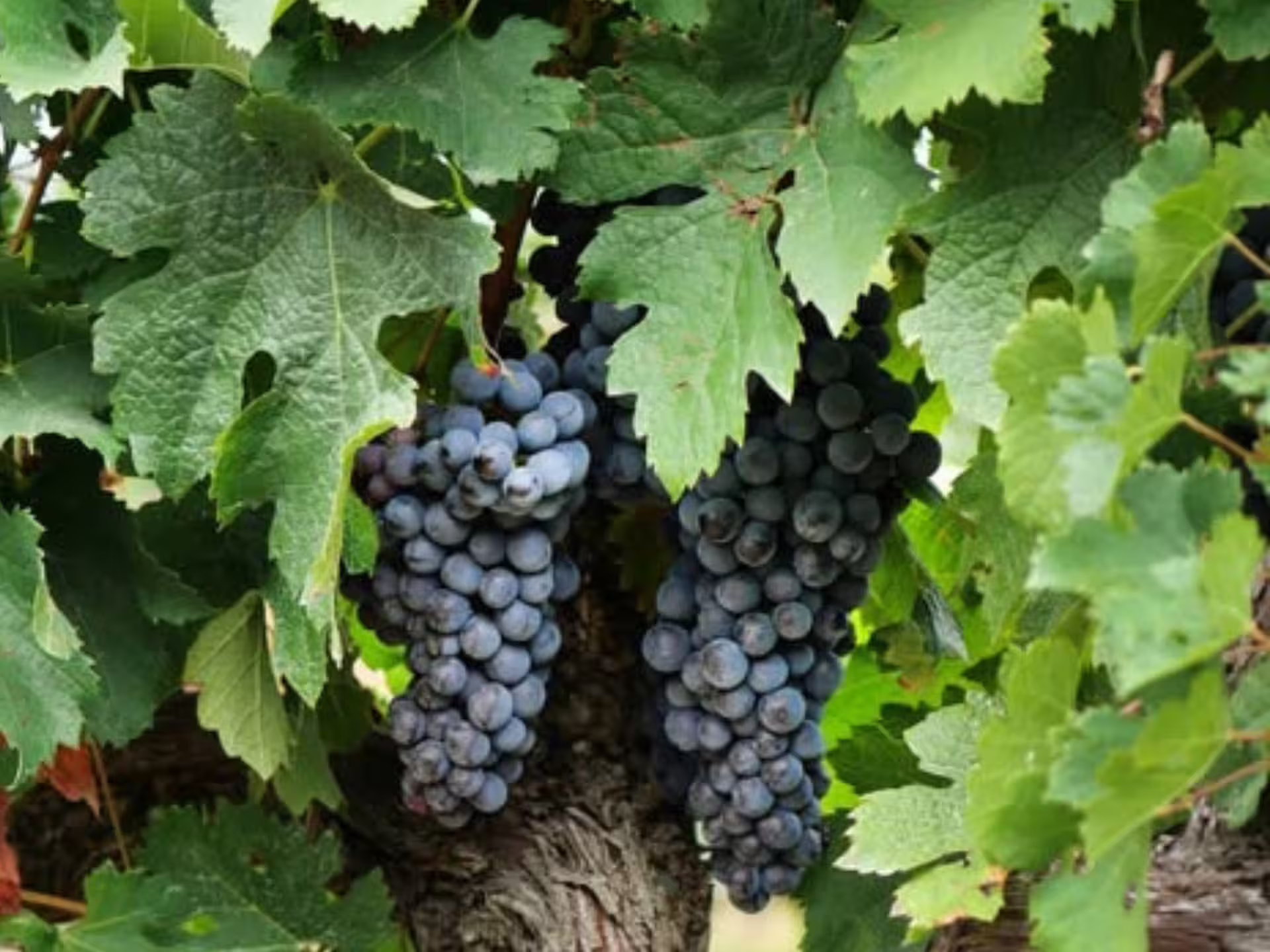 Lush grapevine with ripe clusters in a Grosseto vineyard, showcasing the region's premium wine production.