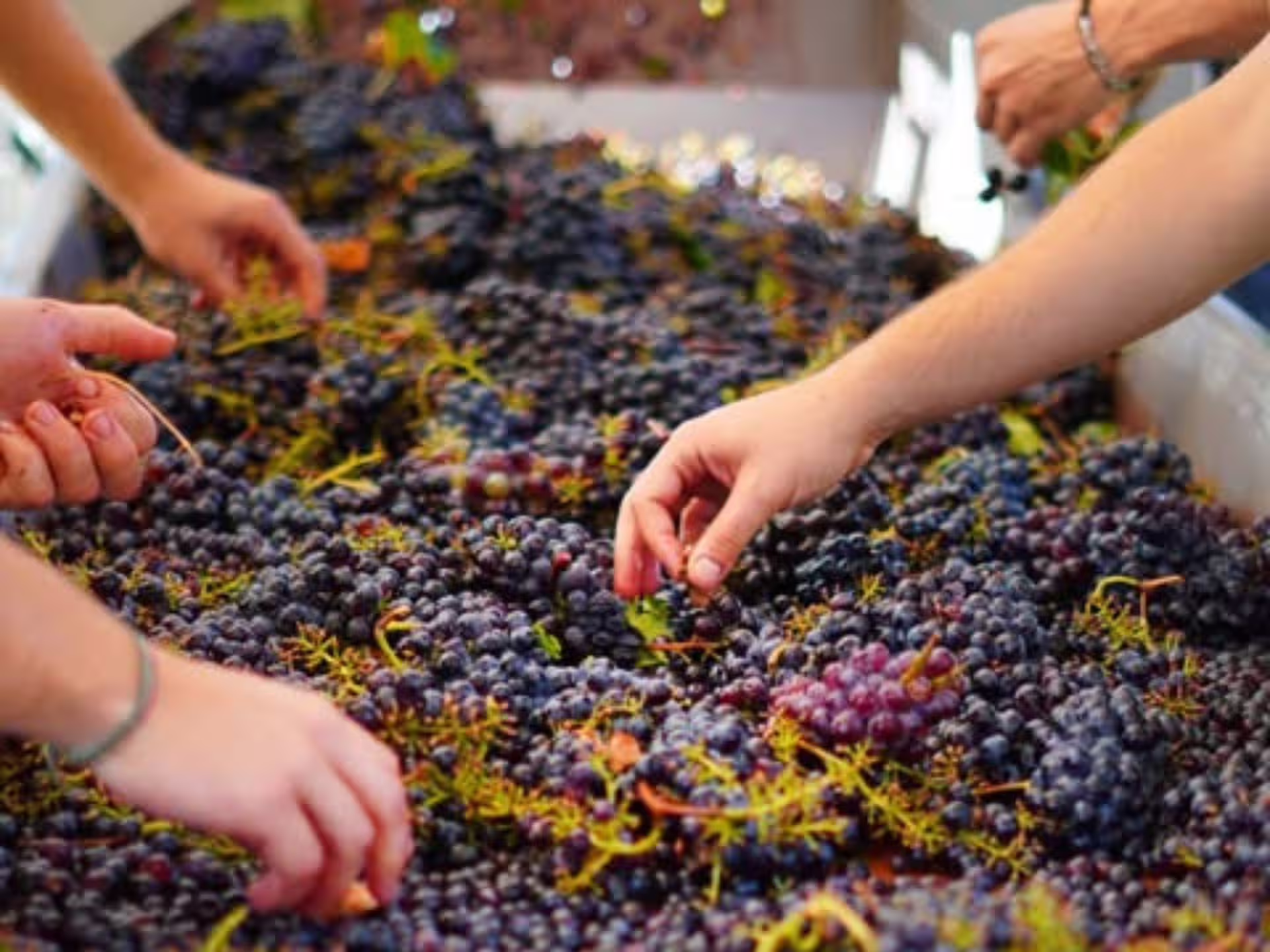 Hands carefully sorting ripe grapes at a Grosseto winery, highlighting the vineyard's meticulous winemaking process.