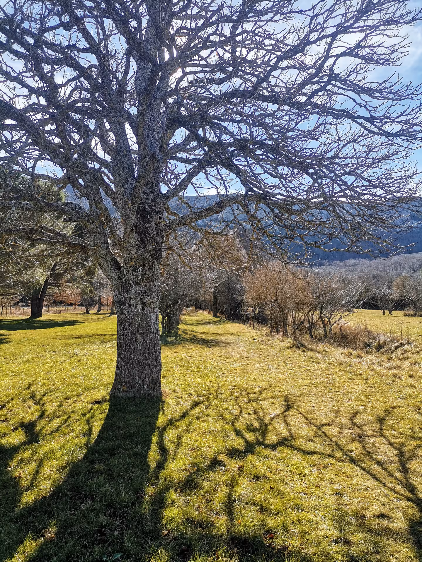 Sunlit meadow trail with bare oak tree and mountain views, scenic approach on the Grotte Sainte-Madeleine hike
