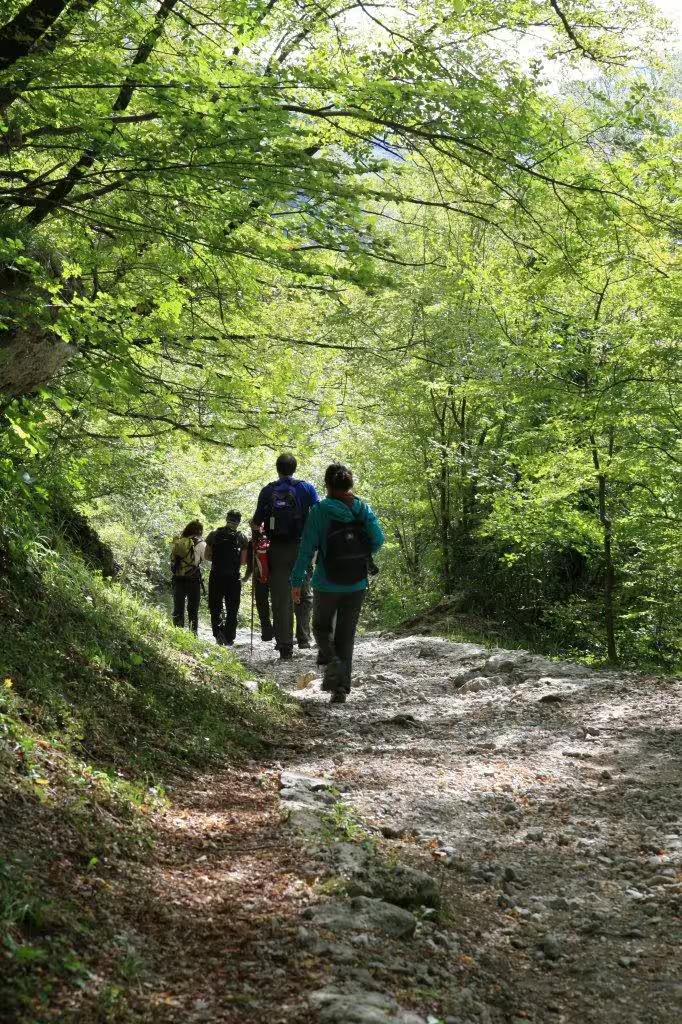 Small group hikers on a shaded forest trail in Croatia, guided hiking experience for groups of 10+