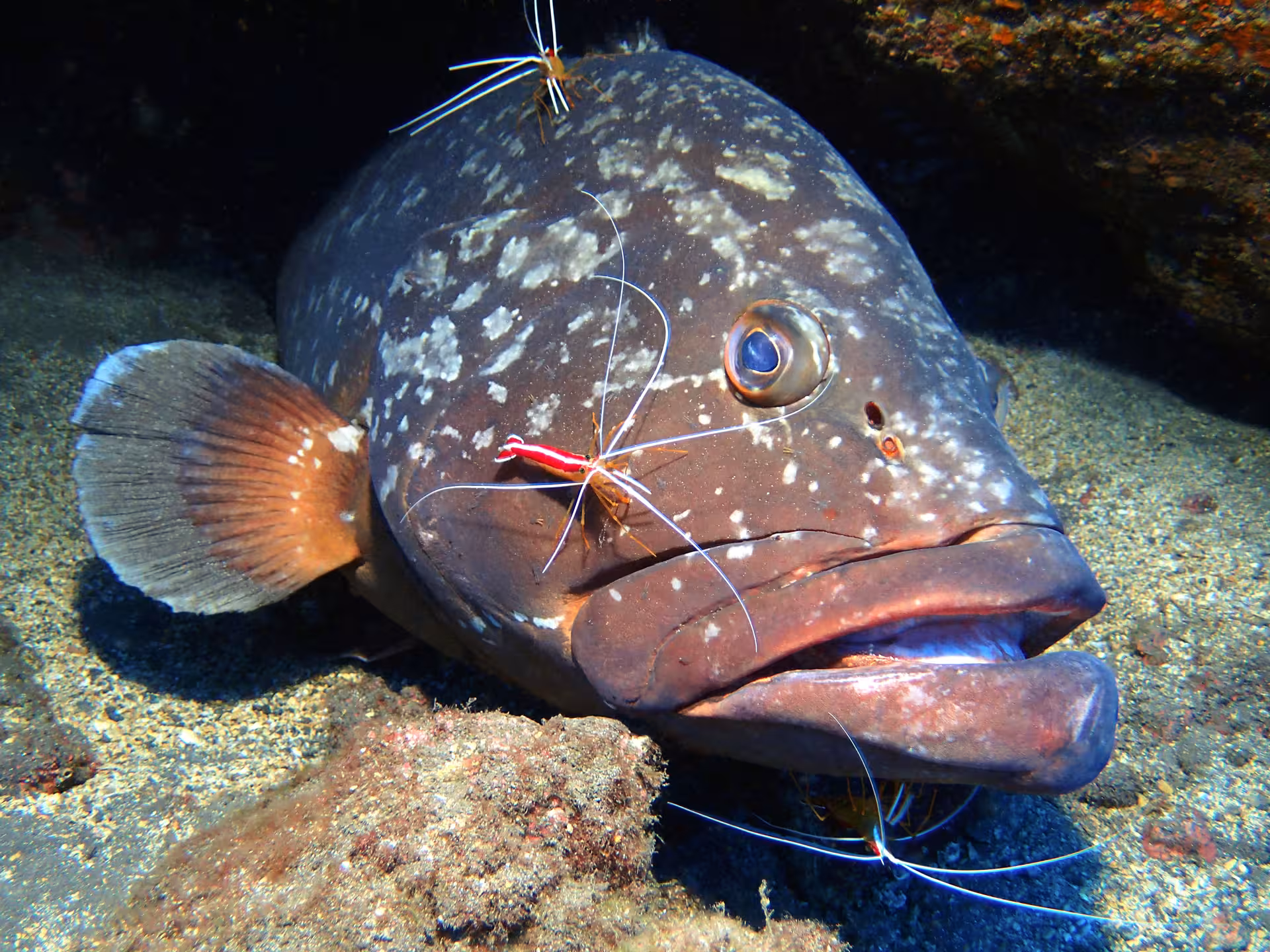 Close-up of a grouper with cleaner shrimp on coral reef, showcasing vibrant marine life for certified divers.