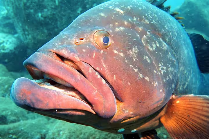 Close-up of a vibrant grouper fish underwater during a scuba diving experience in Funchal, showcasing marine life exploration.