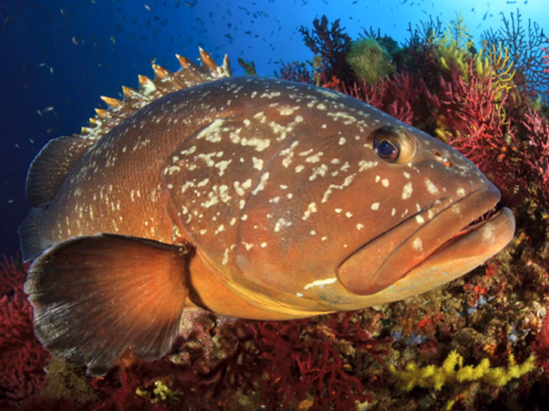 Close-up of a vibrant grouper fish swimming among colorful corals in Tavolara and Molara's rich underwater world.