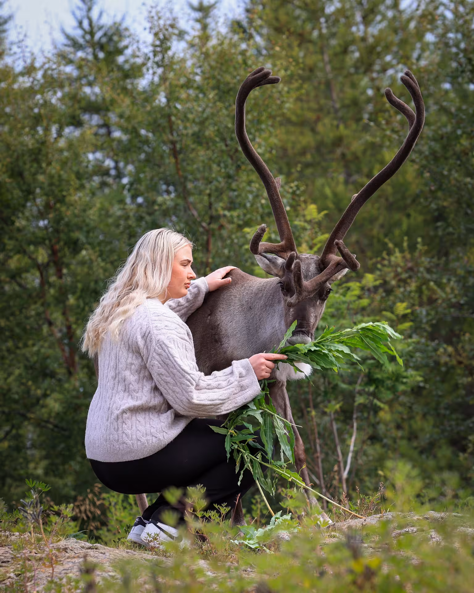 Guest hand-feeding a reindeer at Reindeer Park Iceland, close-up antlers in a forest setting