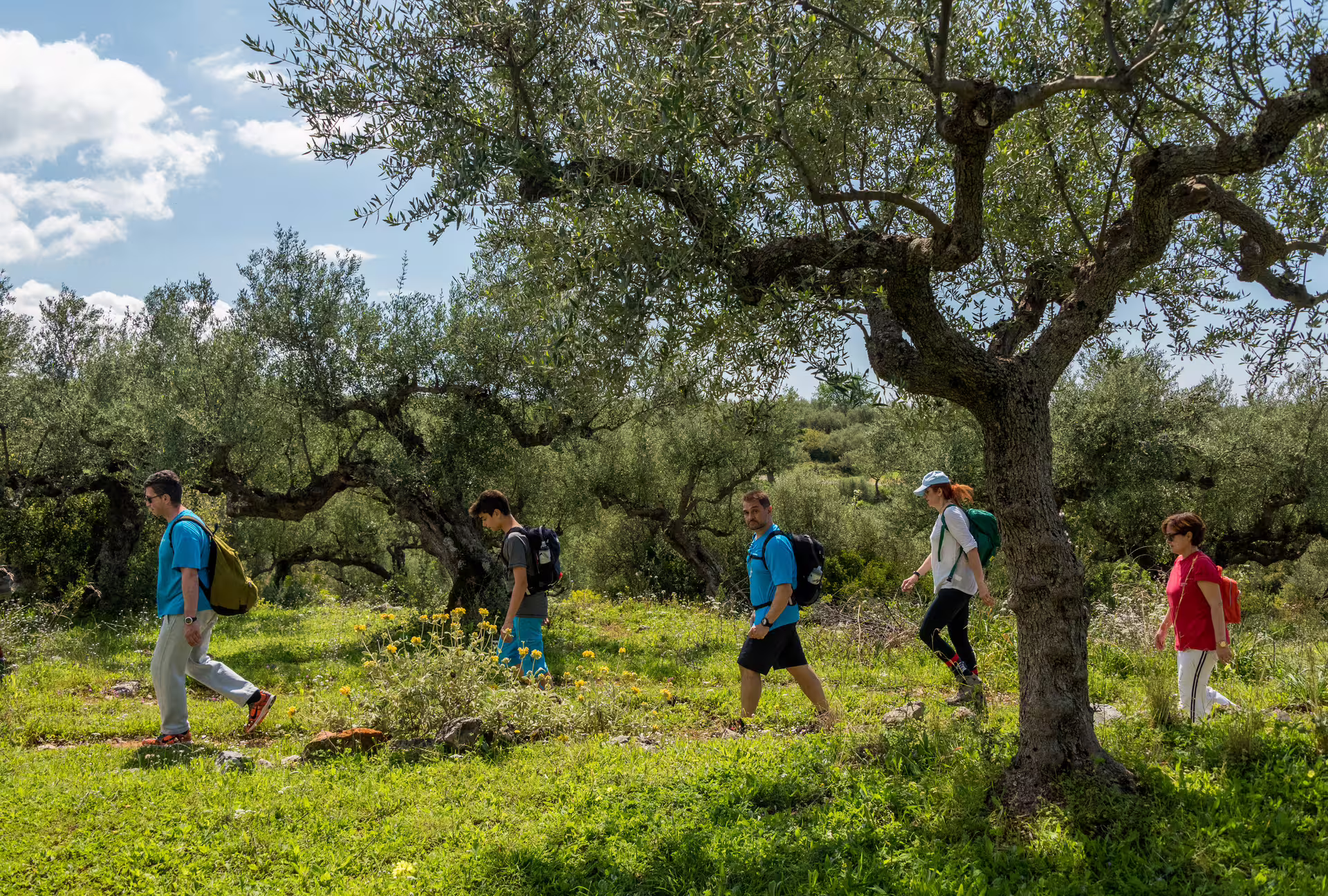 Guided hikers walking through olive groves near Kardamyli, Mani Peninsula, on a scenic Peloponnese trek
