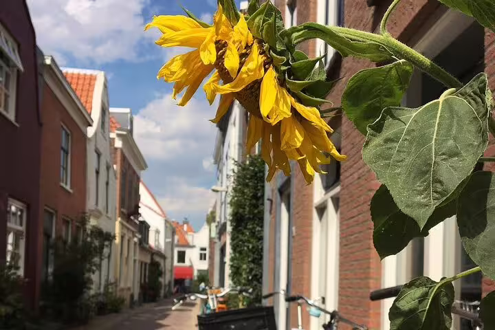 Sunny Haarlem side street with tall sunflower and Dutch brick houses, part of Holland private day tour