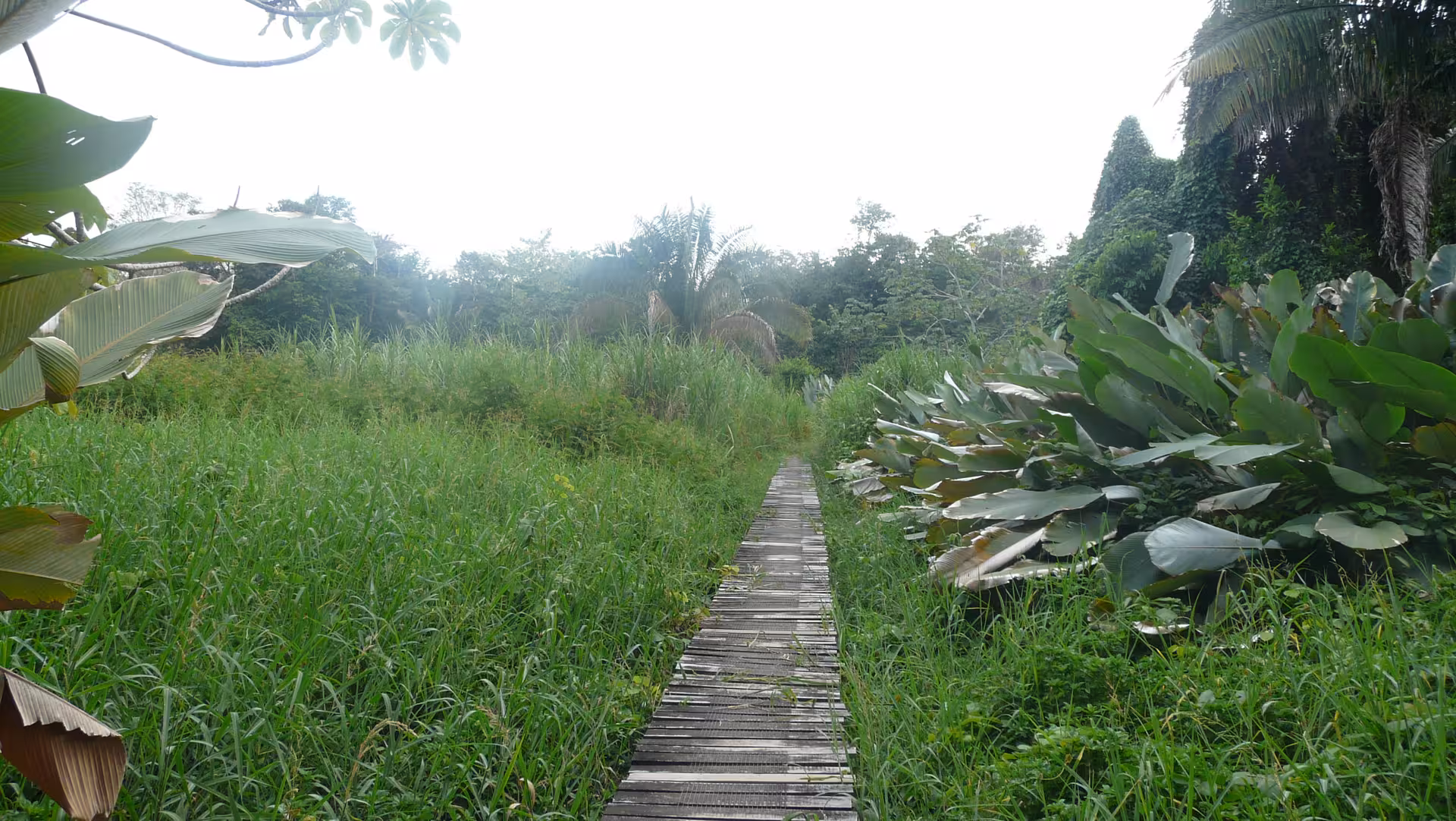 Explore lush jungle trails at Hacienda Baru Wildlife Nature Tour near Manuel Antonio, Costa Rica.