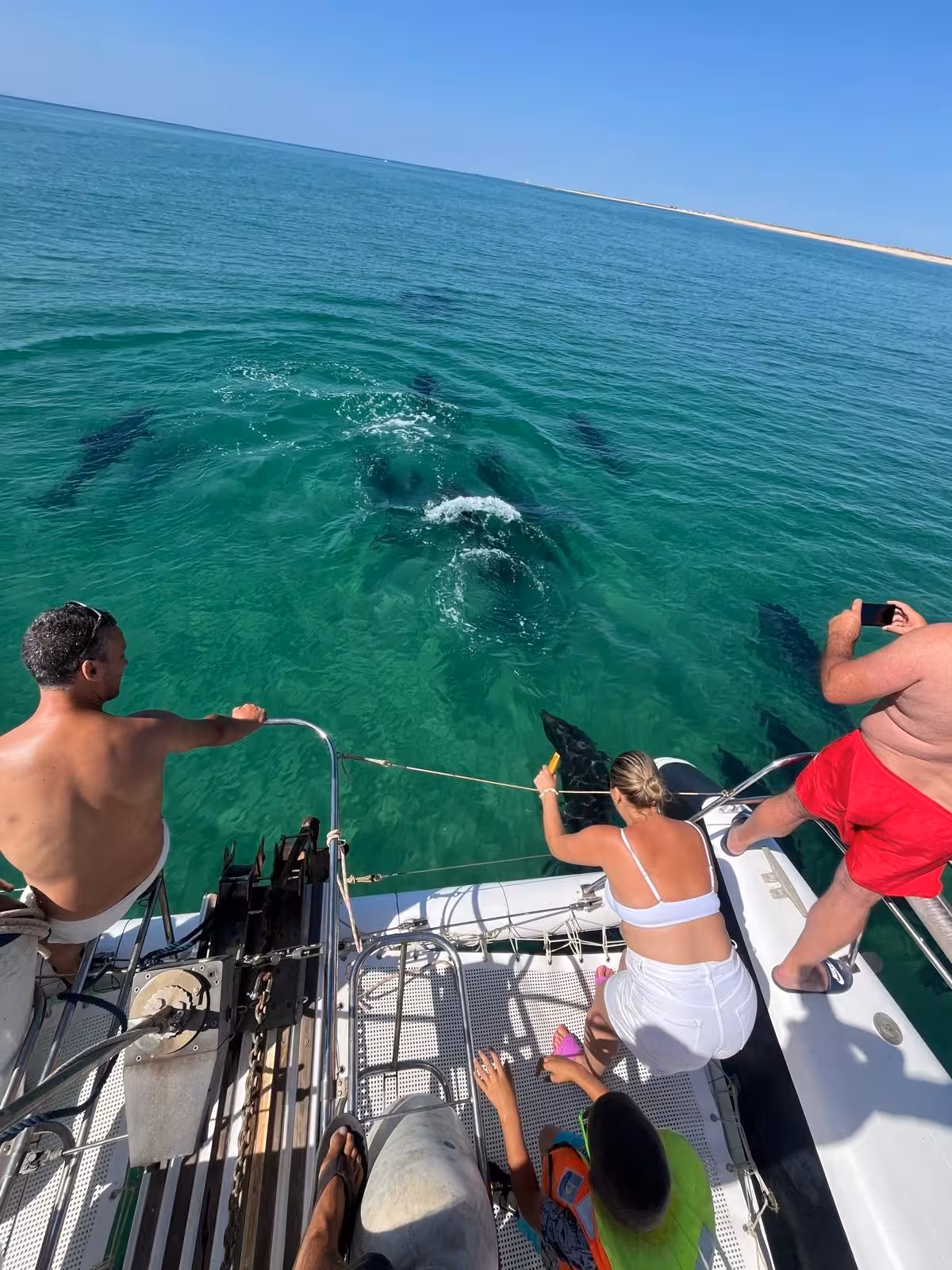 Guests on catamaran spot dolphins in clear turquoise Blue Lagoon waters during a half-day sailing tour