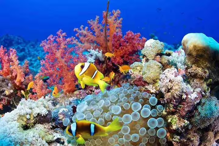 Colorful coral reef with clownfish on Hamata Island snorkeling day trip by VIP boat from Marsa Alam