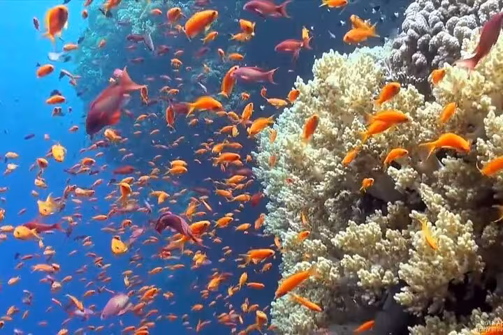 Colorful reef fish over coral garden on Hamata Islands snorkeling trip from Marsa Alam with lunch