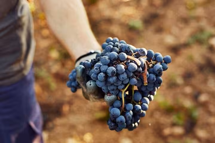 Hand holding a bunch of ripe grapes in a vineyard on the Arrábida and Comporta Wine Tour from Lisbon.