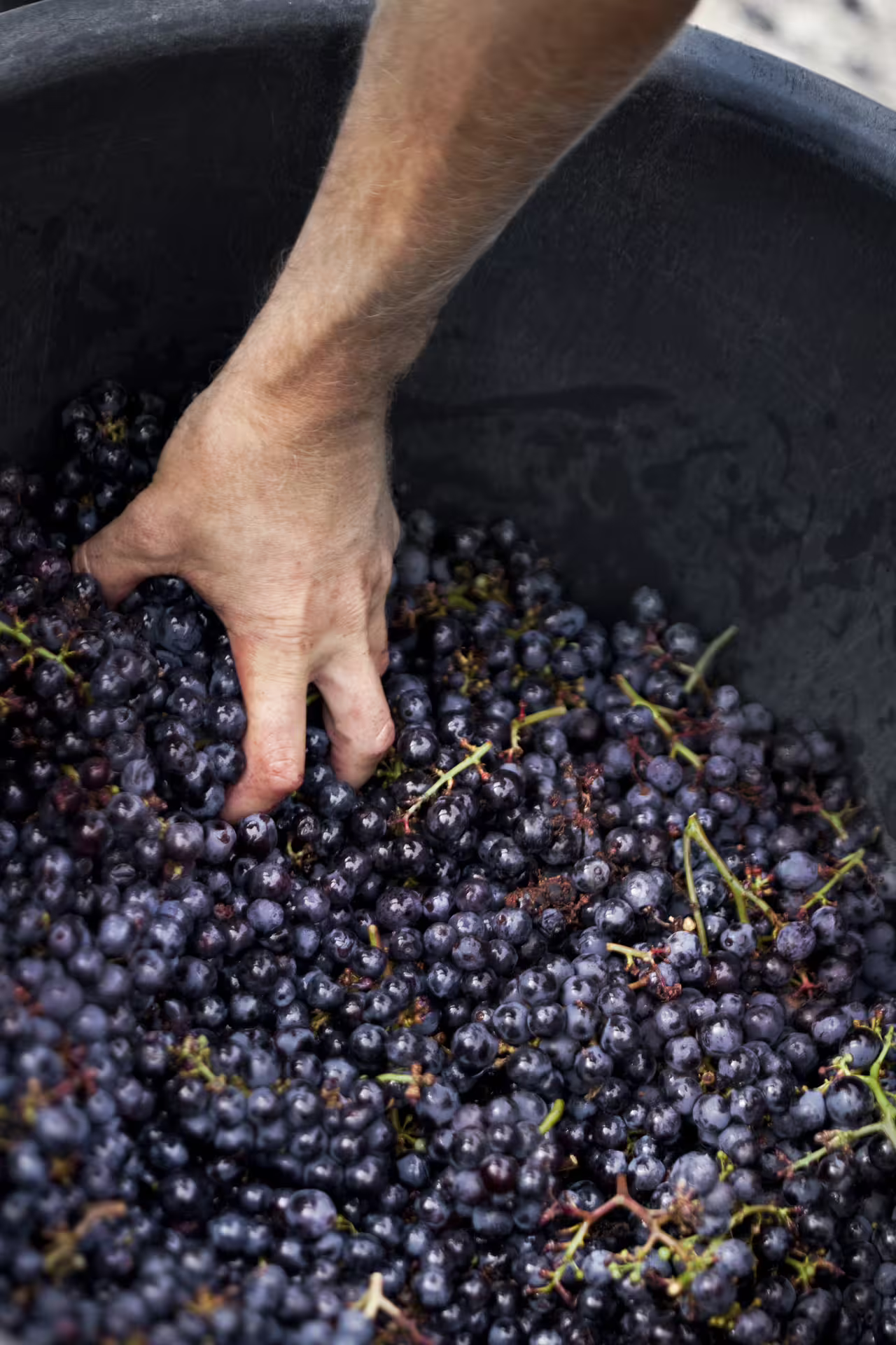 Hand sorting ripe red grapes in a harvest bin during a winery visit, hands-on wine tour during the harvest season