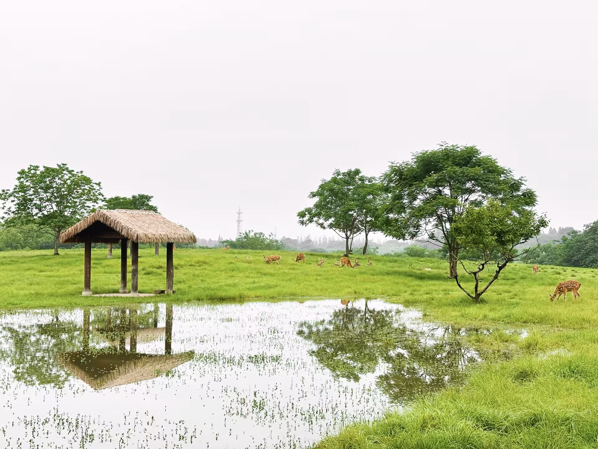 Serene Hangzhou landscape with lush green fields, grazing deer, and tranquil pond, ideal for nature lovers on a private tour.