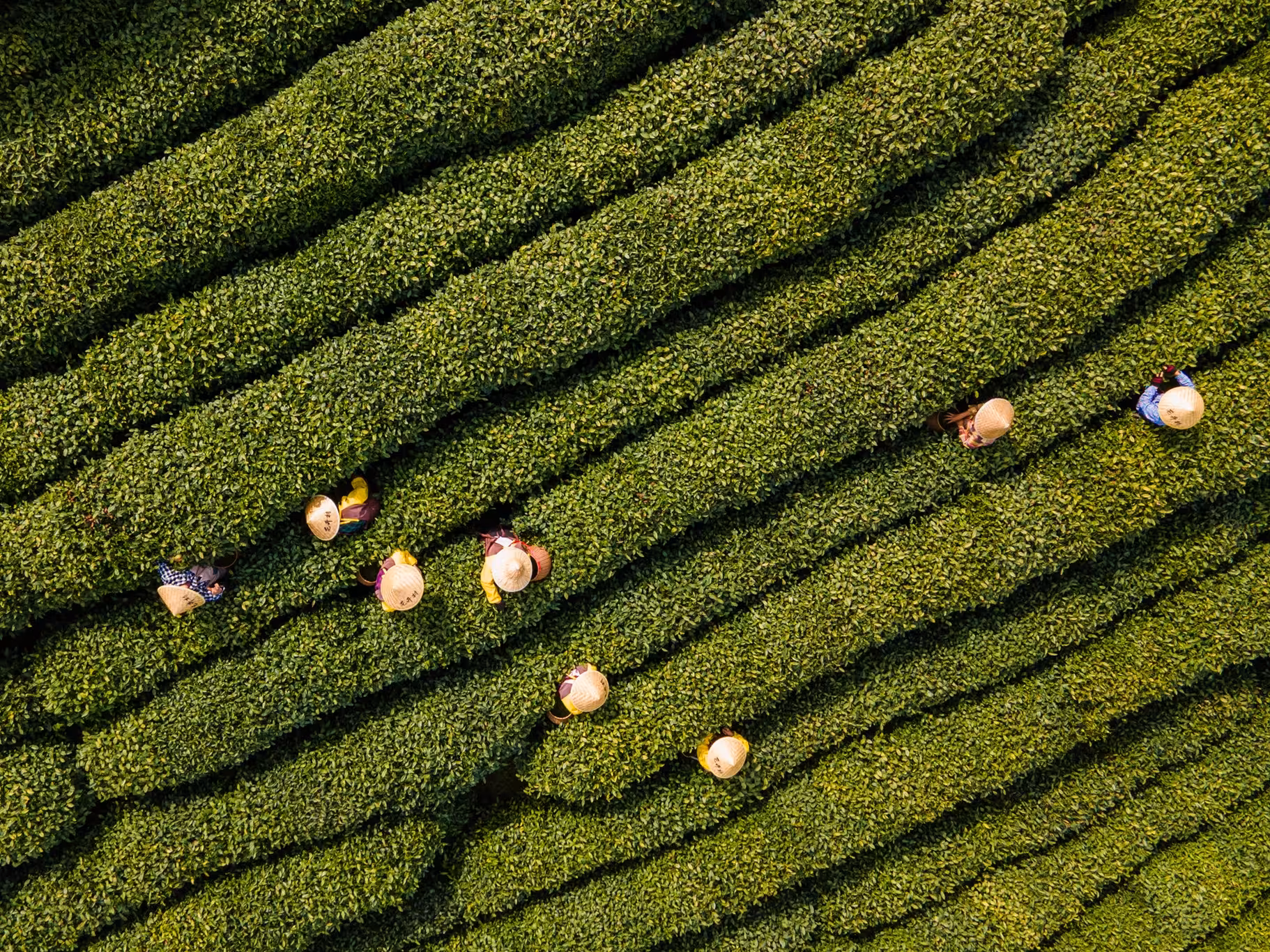 Aerial view of workers picking tea leaves in Hangzhou's vibrant green tea plantations, highlighting local heritage.