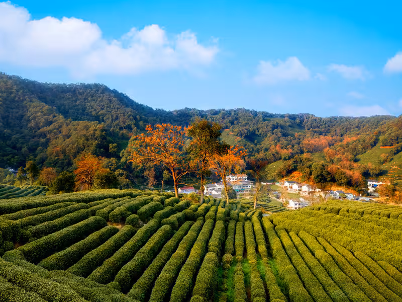 Expansive tea plantations in Hangzhou with vibrant autumn foliage, perfect for exploring on a private tour.