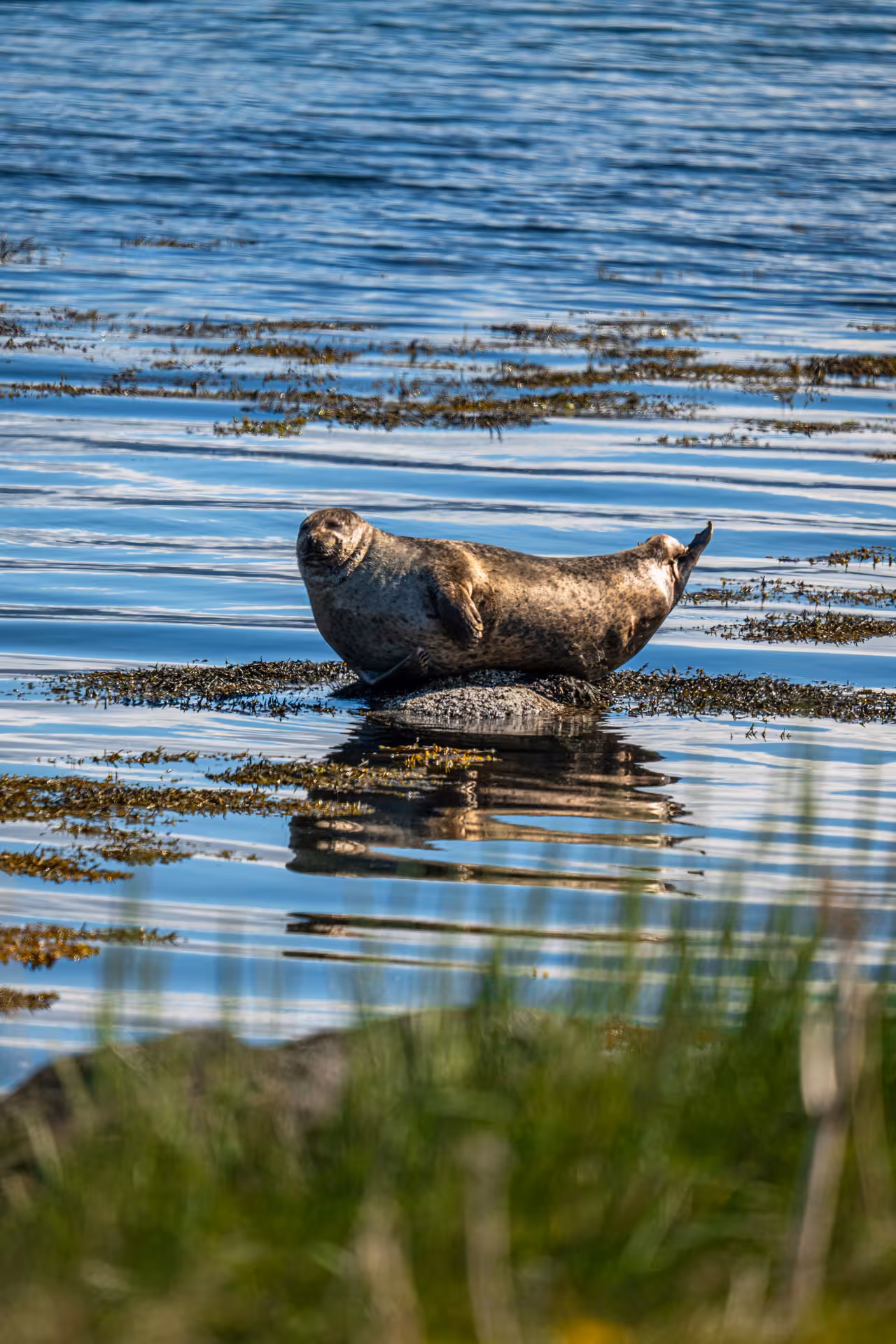 Harbor seal resting on a rock in calm fjord waters near Hesteyri, Hornstrandir wildlife watching tour