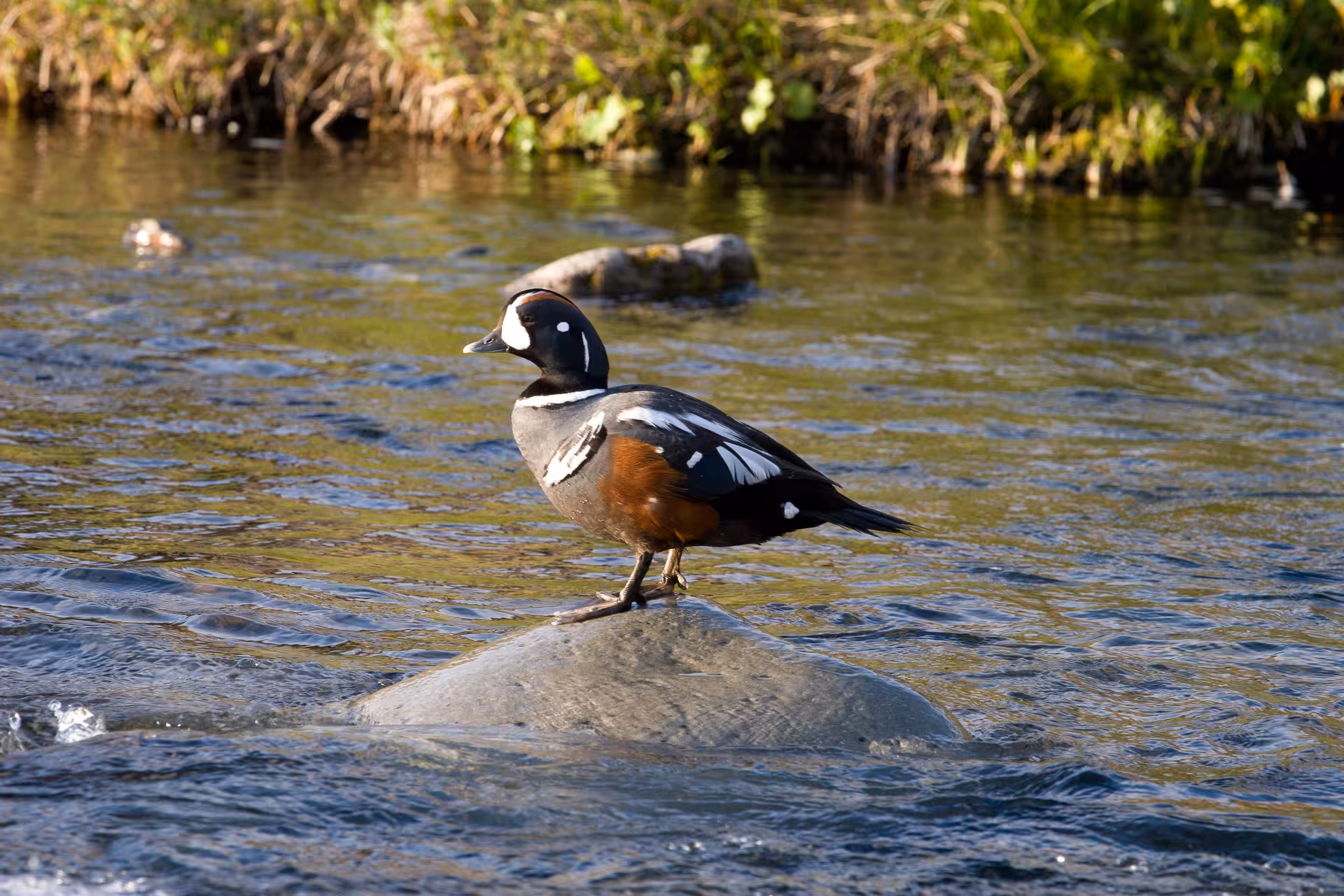 Harlequin duck perched on a river rock in the Westfjords, wildlife viewing on the Hesteyri tour