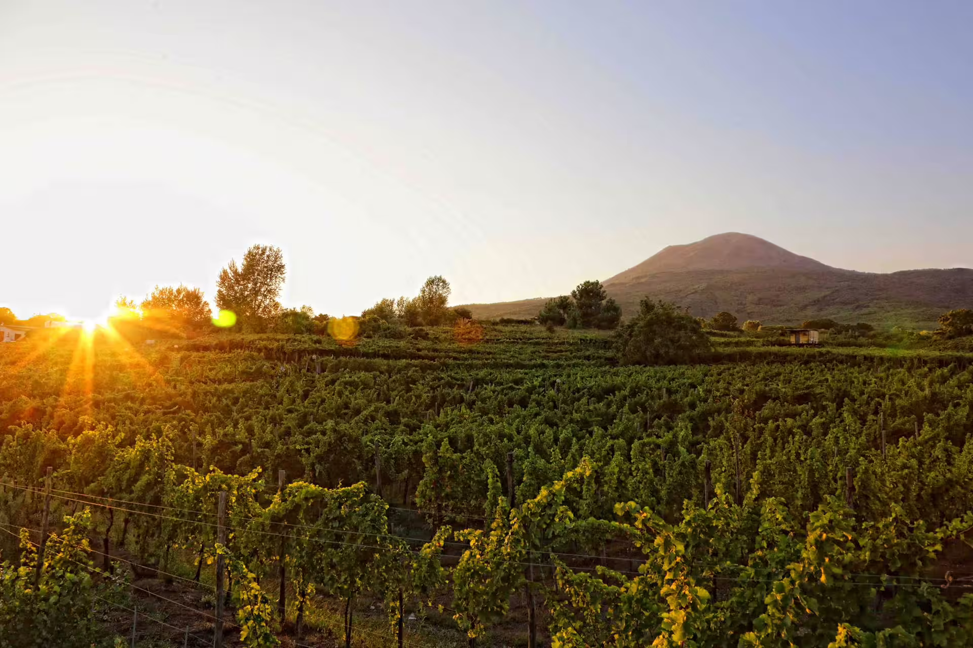 Golden sunset over lush vineyard rows at the educational farm, with a gentle hillside and distant peak glowing in harvest light