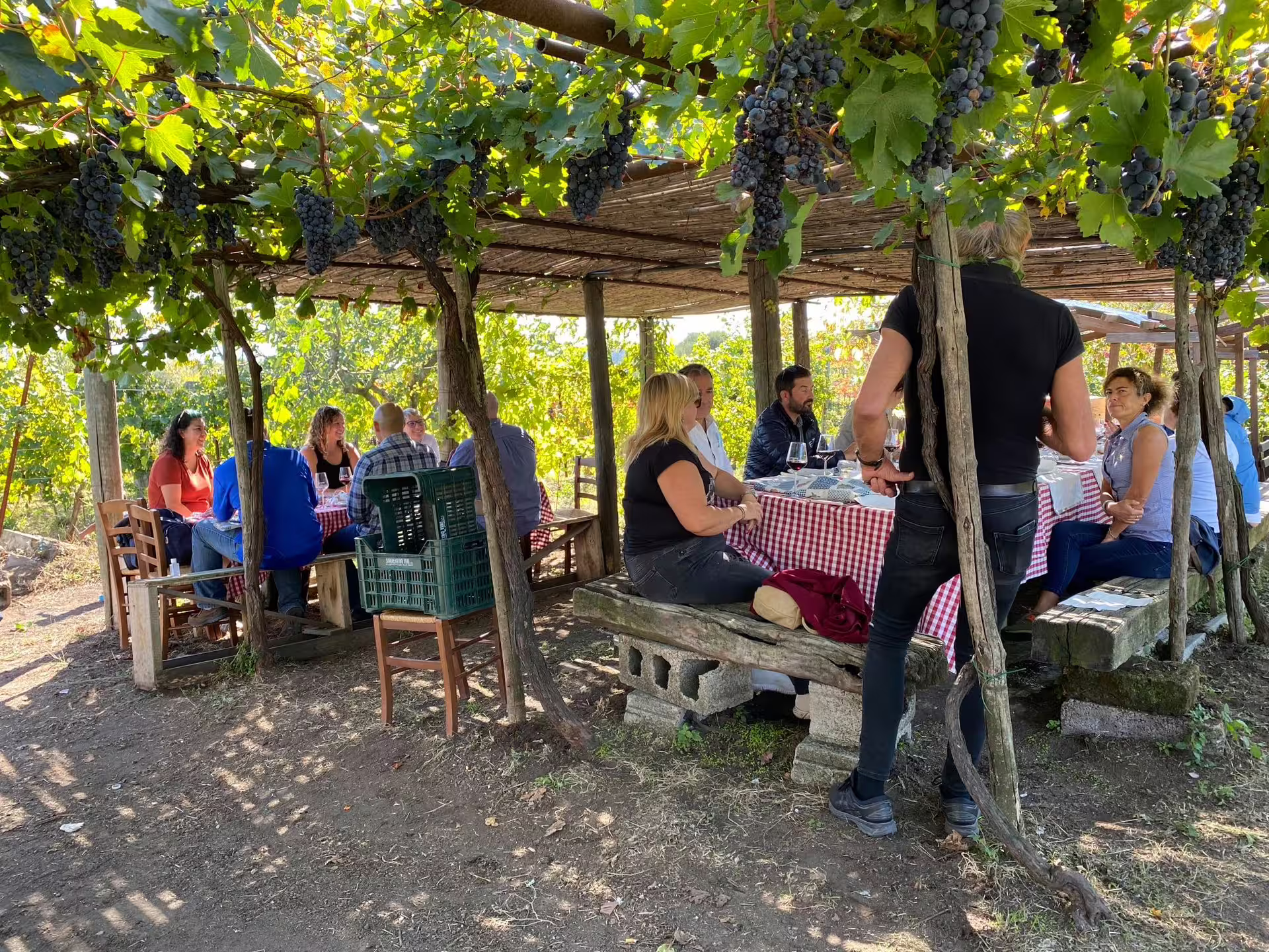 Guests share a rustic farm-to-table lunch under grapevines on an educational vineyard tour during harvest season