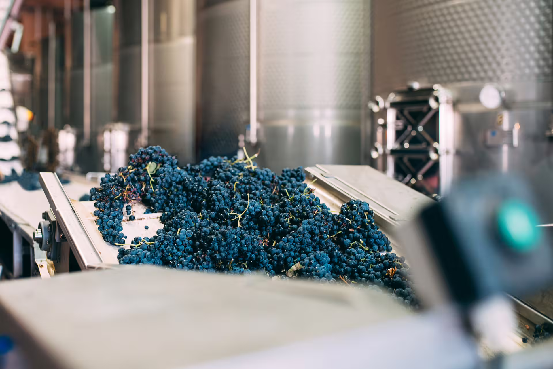 Freshly harvested grapes on a winery sorting table by steel tanks, behind-the-scenes harvest wine tour