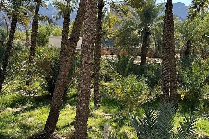 Lush Hatta palm oasis with mountain backdrop, scenic nature stop on a private full-day Hatta tour from Dubai