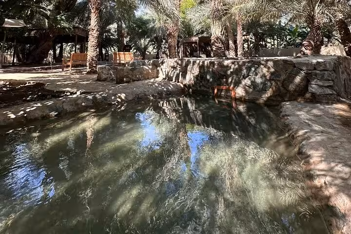 Shaded palm oasis pool in Hatta on a private full-day Hatta visit tour, perfect for nature and relaxation