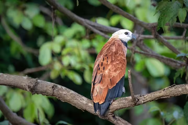 Breathtaking hawk perched on a branch in lush jungle, perfect for Tapiri Rio Negro Lodge wildlife tours.