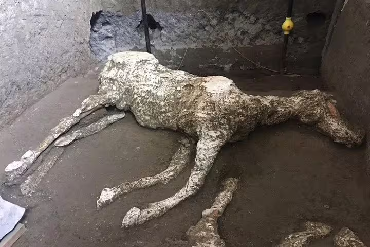 Herculaneum archaeological site animal cast from Vesuvius eruption, low-cost tour from Naples