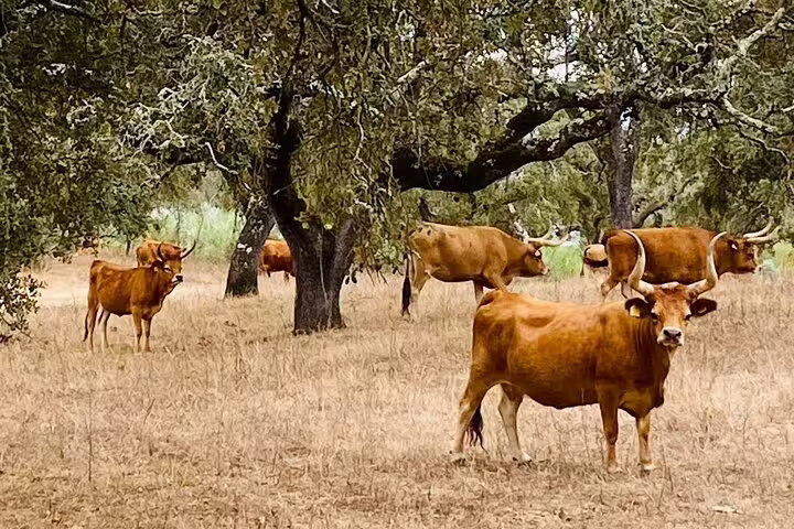 Rustic cattle grazing under oak trees at Herdade Alentejo, showcasing traditional pastoral life in Portugal.