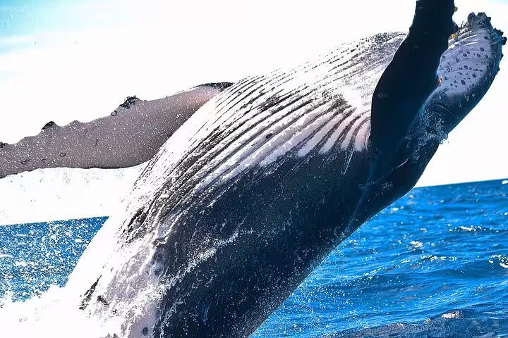 Majestic whale breaching in Hermanus waters during an exciting whale watching boat tour adventure.