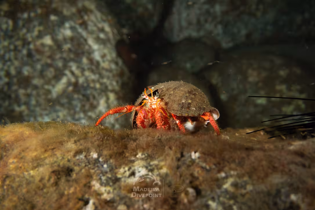 Hermit crab with bright red claws exploring a rocky ocean floor, perfect for a beginner scuba diving adventure.
