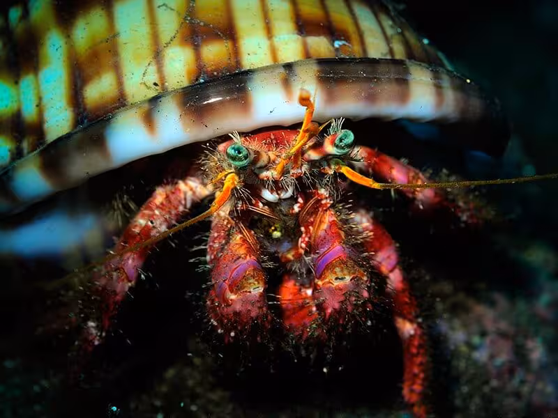 Close-up of a colorful hermit crab peeking from its shell, seen during a house-reef dive from shore adventure.