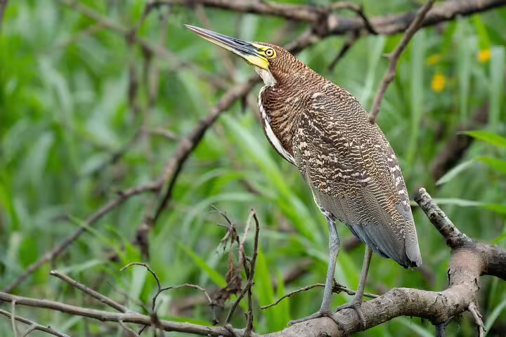 Elegant heron perched on a branch amidst lush greenery on the Amazon Deep Survival Trip to Amanã Lake.