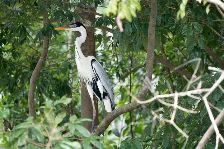 Majestic heron perched on a tree branch in the lush Amazon rainforest near Amanã Lake.
