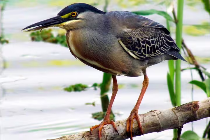 Elegant heron standing on a log by the water in the Amazon, a serene sight during the Tapiri Rio Negro Lodge trip.