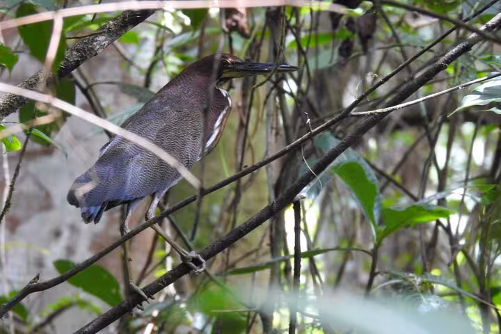 Close-up of a heron perched among lush green branches during a private half-day bird watching tour.
