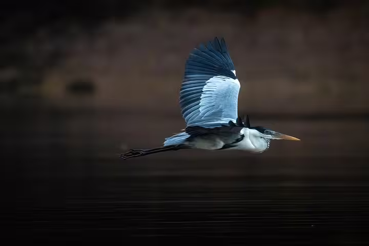 Elegant heron soaring over the serene waters of Rio Negro on an Amazon Adventure Trip at Tapiri Rio Negro Lodge.