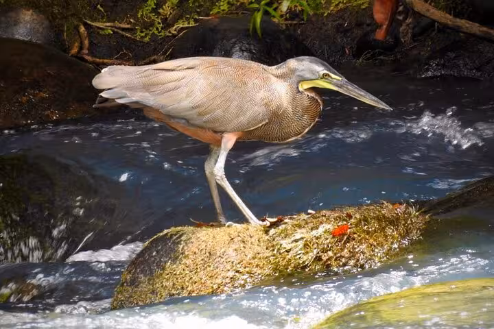 A heron standing gracefully on a rock in a flowing river during the Tenorio Wildlife Safari bird watching tour.