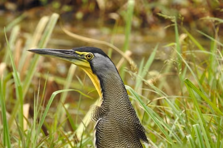 Striking heron with a sleek profile amidst lush greenery, a highlight for nature lovers on the Wildlife Safari Boat Tenorio tour.