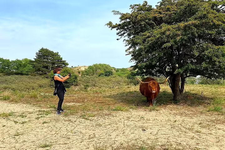 Traveler photographing a Highland cow in Holland coastal dunes near the North Sea on a private day tour