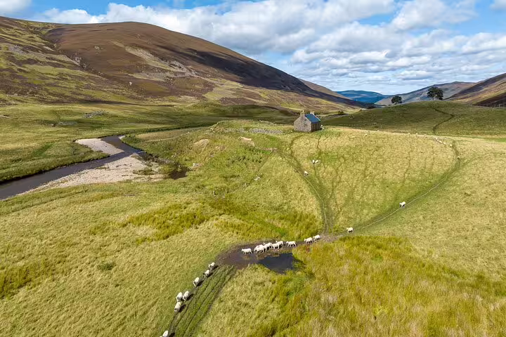 Highland glen with grazing sheep and stone cottage, scenic stop on Loch Ness Legends private tour from Inverness